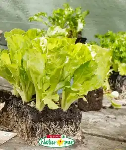 Interspar Spar Natur pur Bio-Salatpflanzen Angebot