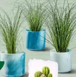 Interspar elho Blumentopf Ocean Collection Angebot