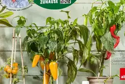 Interspar Gemüsepflanzen Angebot