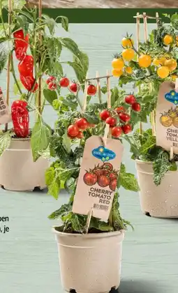 Interspar Pick & Joy Paprikapflanze Angebot