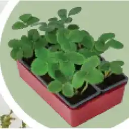 Dehner Bio Erdbeeren, 6 Pflanzen im Tray, verschiedene früh- bis spättragende Sorten Dehner Angebot