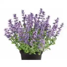 Dehner Katzenminze Dehner Angebot