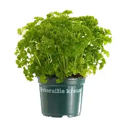 Dehner Petersilie Mooskrause Dehner Angebot