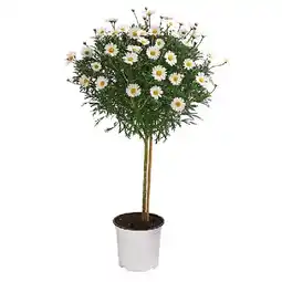 Dehner Margerite, Stämmchen Dehner Angebot