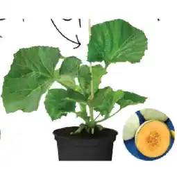 Dehner Bio Zuckermelone Dehner Angebot