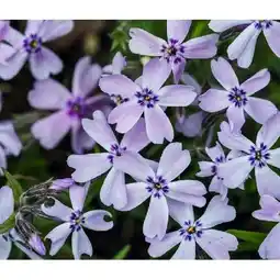 Dehner Polster-Phlox versch. Farben Dehner Angebot