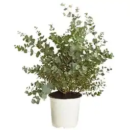Dehner Eukalyptus, Busch Dehner Angebot