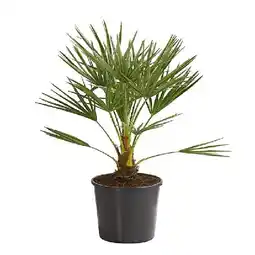 Dehner Zwergpalme Dehner Angebot