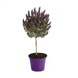 Dehner Schopf-Lavendel, Stämmchen Dehner Angebot