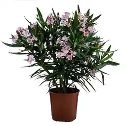 Dehner Oleander, Busch, versch. Farben Dehner Angebot