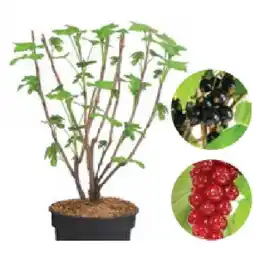 Dehner Bio Johannisbeeren versch. Sorten Dehner Angebot