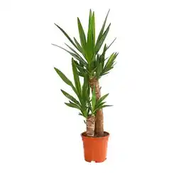 Dehner Yucca-Palme Dehner Angebot