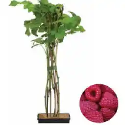 Dehner Bio Himbeere 'Aroma Queen' Dehner Angebot