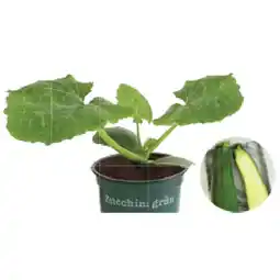 Dehner Bio Zucchini Dehner Angebot