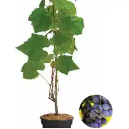 Dehner Bio Weinrebe 'Vanessa' Dehner Angebot