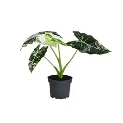 Dehner Pfeilblatt 'Frydek' Variegata Dehner Angebot