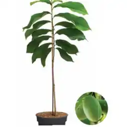 Dehner Bio Indianerbanane 'Sunflower' Dehner Angebot