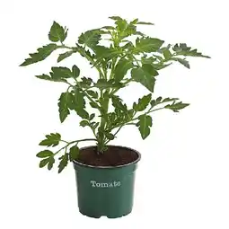 Dehner Bio Tomate, rundfruchtig Dehner Angebot