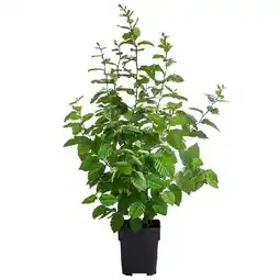 Dehner Hainbuche Dehner Angebot