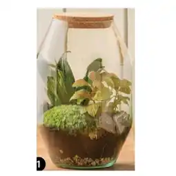 Dehner Flaschengarten modernes Mini-Terrarium versch. Bepfl anzungen Dehner Angebot