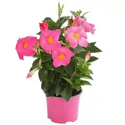 Dehner Dipladenie versch. Farben Dehner Angebot