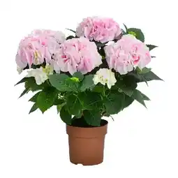 Dehner Hortensie 'Diamond' Dehner Angebot