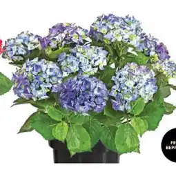 Dehner Bauern-Hortensie Dehner Angebot