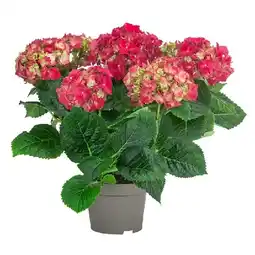 Dehner Midi Hortensie versch. Farben Dehner Angebot
