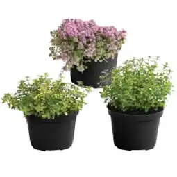 Dehner Thymian versch. Sorten Dehner Angebot
