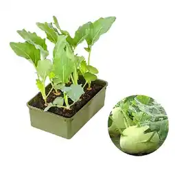 Dehner Bio Kohlrabi 6er Dehner Angebot