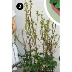 Dehner Bio Heidelbeere 'Bluecrop' Dehner Angebot