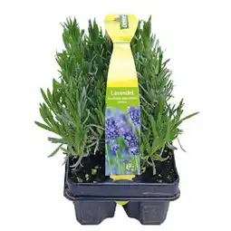 Dehner Duftlavendel 6er Dehner Angebot