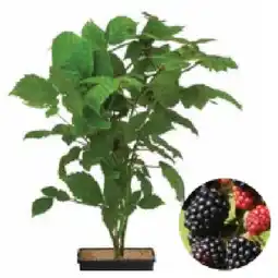 Dehner Bio Brombeeren versch. Sorten Dehner Angebot