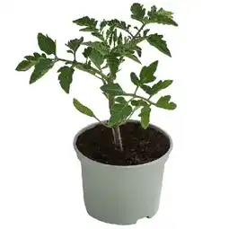 Dehner Runde Tomate Dehner Angebot