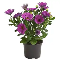 Dehner Kapkörbchen versch. Farben Dehner Angebot