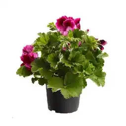 Dehner Edelpelargonie versch. Farben Dehner Angebot