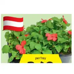 Hofer Beetpflanzen diverse Blüh- und Blattschmuckpflanzen HOFER Angebot