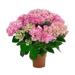 Dehner Hortensie 'Campino Pink' Dehner Angebot