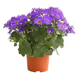 Dehner Aschenblume versch. Farben Dehner Angebot