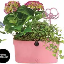 Dehner Hortensien-Arrangement Dehner Angebot