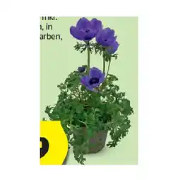 Hofer Kronenanemone/Islandmohn HOFER Angebot