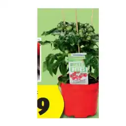 Hofer Naschgemüse mit Früchten versch. Sorten HOFER Angebot