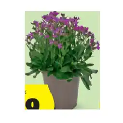 Hofer Lenzsternchen/Gänsekresse HOFER Angebot