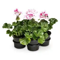 Hofer Pelargonien versch. Sorten HOFER Angebot
