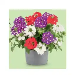 Hofer Balkonblumen-Trio HOFER Angebot