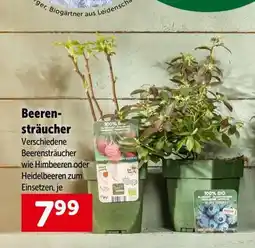 Interspar Beerensträucher Angebot