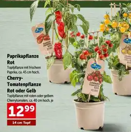 Interspar Cherry-Tomatenpflanze Rot oder Gelb Angebot