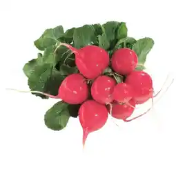 Spar knackige Radieschen SPAR Angebot