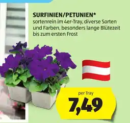 Hofer Surfinien/petunien Angebot