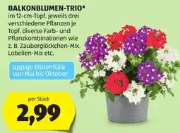 Hofer Balkonblumen-trio Angebot